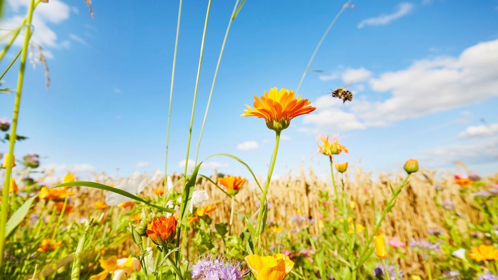 A medida que las flores evolucionaron, también lo hicieron las abejas.