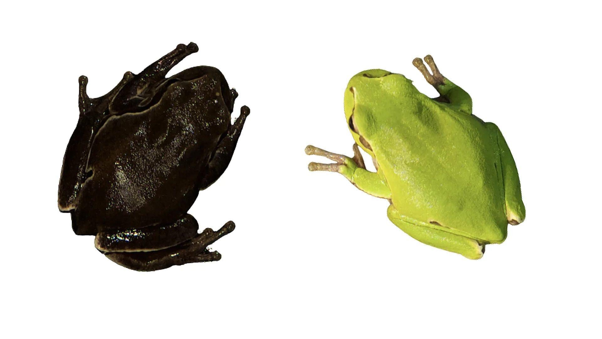 La radiación ionizante puede haber provocado que las ranas arbóreas dentro de la zona de exclusión de Chernóbil tuvieran la piel más oscura (izquierda) que las que estaban fuera de ella (derecha).