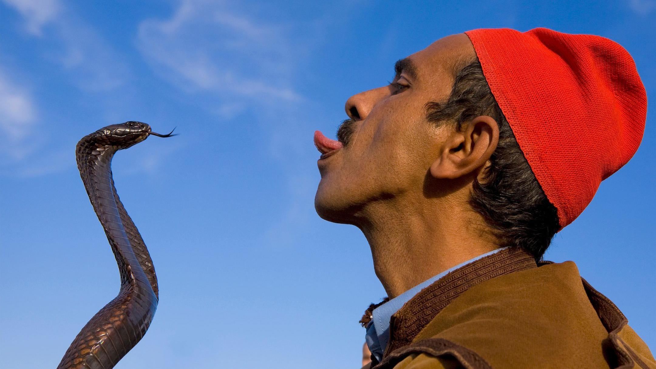 Esa lengua bífida le deja saber a la cobra exactamente dónde estás.