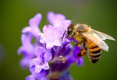 Día Mundial de las Abejas: importancia, origen y por qué se celebra el 20 de mayo
