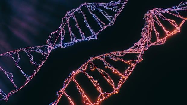Para estimar la edad, los científicos recolectaron datos genéticos del árbol, en particular las mutaciones somáticas, que son alteraciones en el ADN que ocurren después de la concepción.