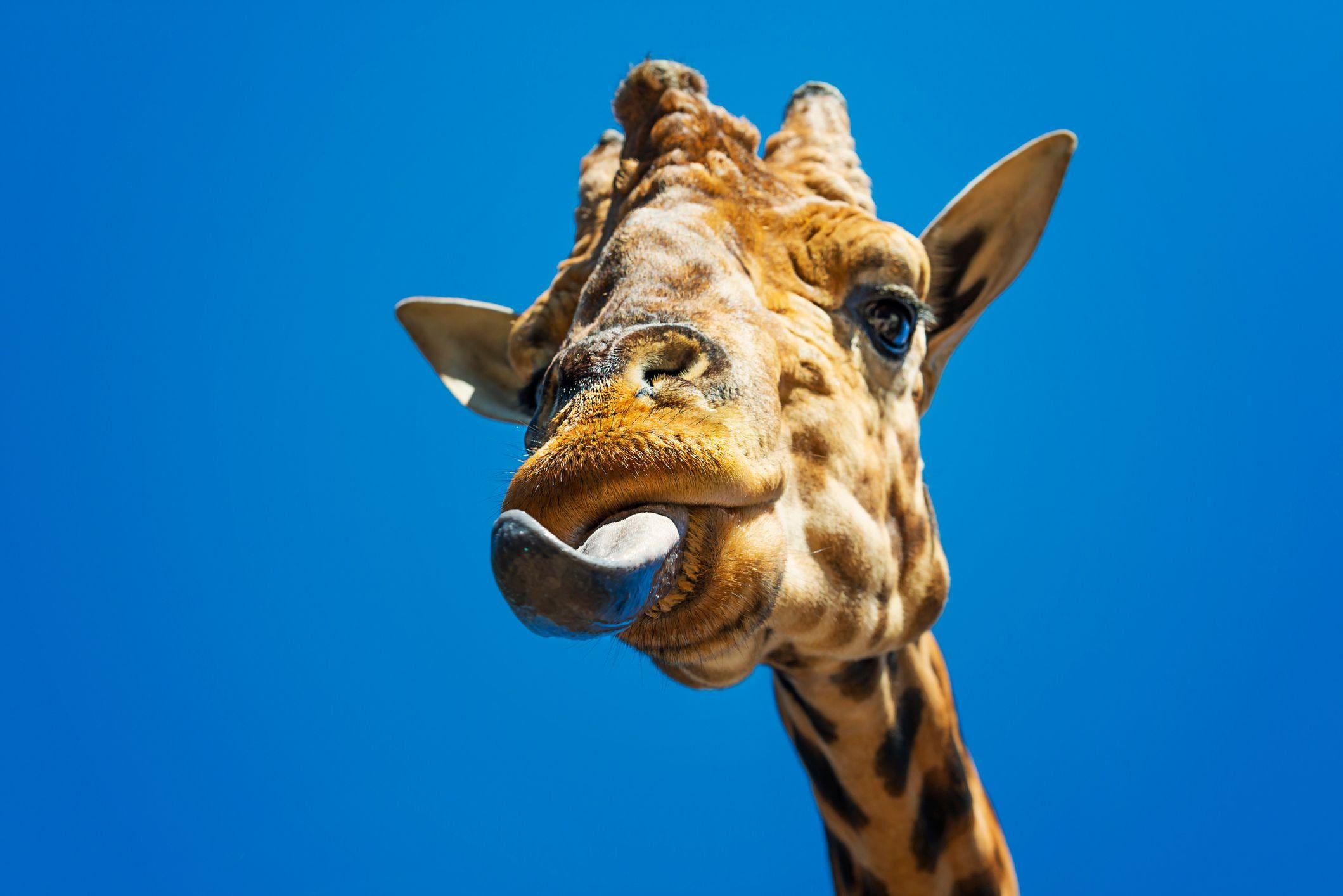 En África las jirafas comen muchas acacias, cuyas espinas les hieren la lengua. Su saliva tiene propiedades antisépticas, lo cual ayuda a que cicatrice más rápido.