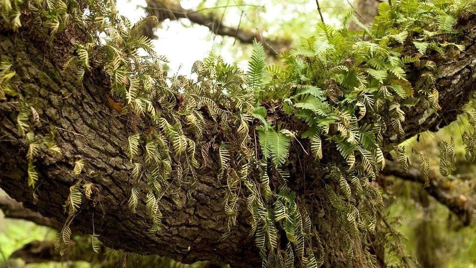 Los helechos de resurrección son más comunes que las plantas con flores de resurrección, pero sus genes también están más alejados de los cultivos que los humanos usan como alimento.