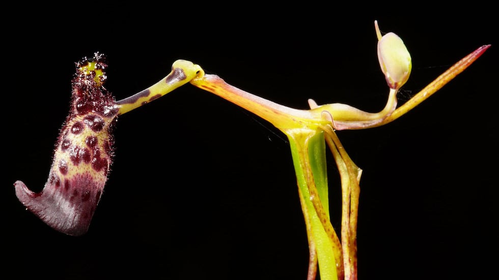 La orquídea martillo verrugosa (<em>Drakaea livida</em>) es una de las 10 especies conocidas de <em>Drakaeas</em> que imitan a avispas hembras específicas.