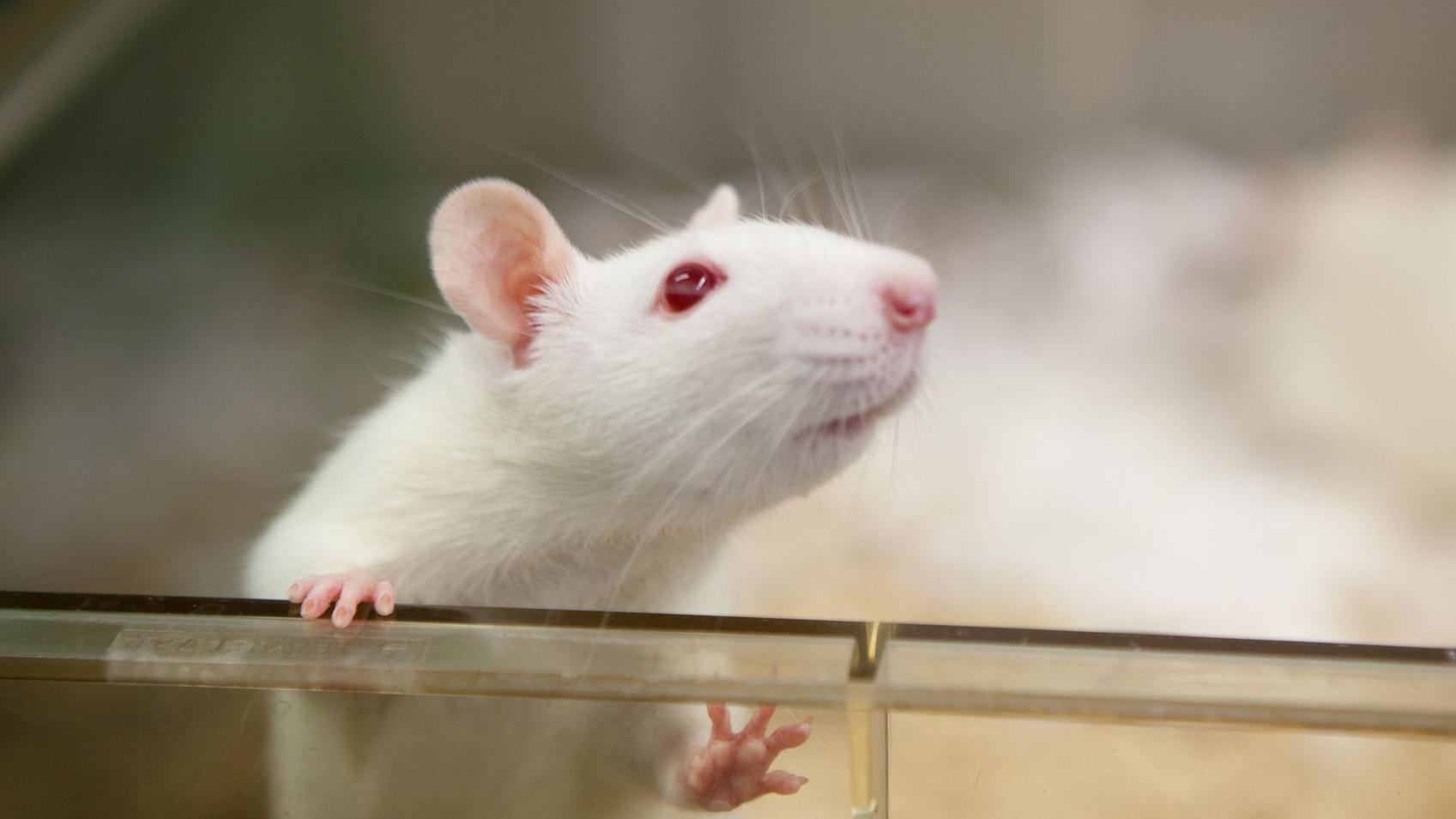 Los circuitos de la memoria en el cerebro han sido estudiados en ratas de laboratorio.