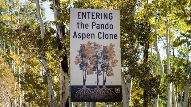 Pando es considerado "el organismo vivo más grande y más pesado del mundo".