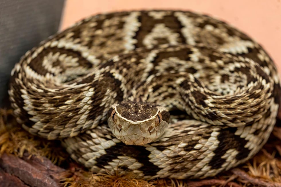 El veneno de la <em>Bothrops jararaca</em> facilitó el desarrollo de medicamentos que ayudan a miles de personas a regular la coagulación de su sangre.
