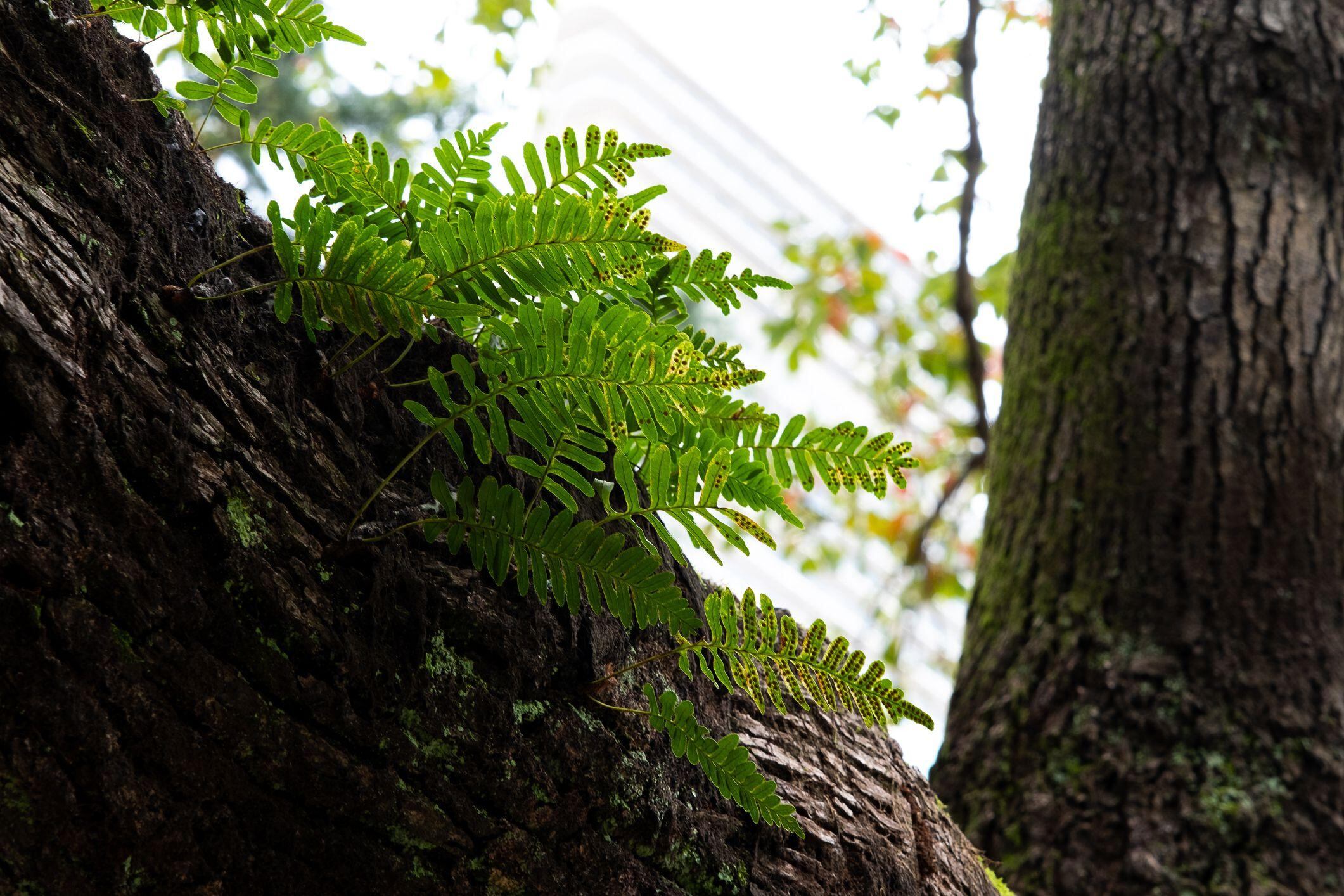 La variedad de plantas que tienen esta aparente capacidad de resucitar es sorprendente, aseguran los expertos.