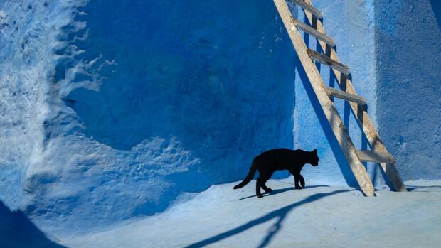 Los gatos negros o pasar por debajo de una escalara pueden ser sinónimo de mala suerte para los supersticiosos.