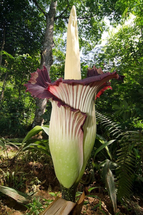 El aro gigante, también llamada "flor cadáver", ha sido señalada por algunos como la planta más maloliente del mundo.