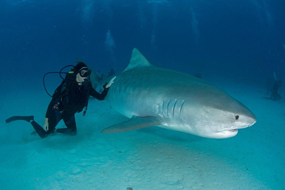 Las personas que han estudiado a los tiburones tigre aseguran que no son simples máquinas devoradoras. Tienen presonalidades diferentes y pueden manifestar un lado suave.
