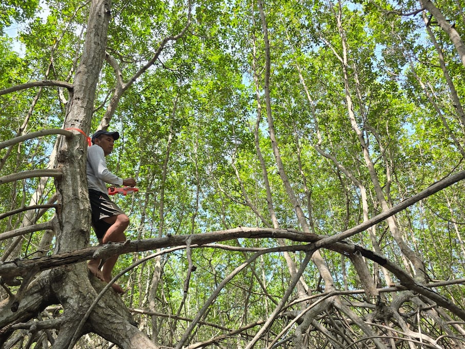 Bosque de manglar en Tumbes. Foto: Yvette Sierra Praeli para Mongabay Latam.