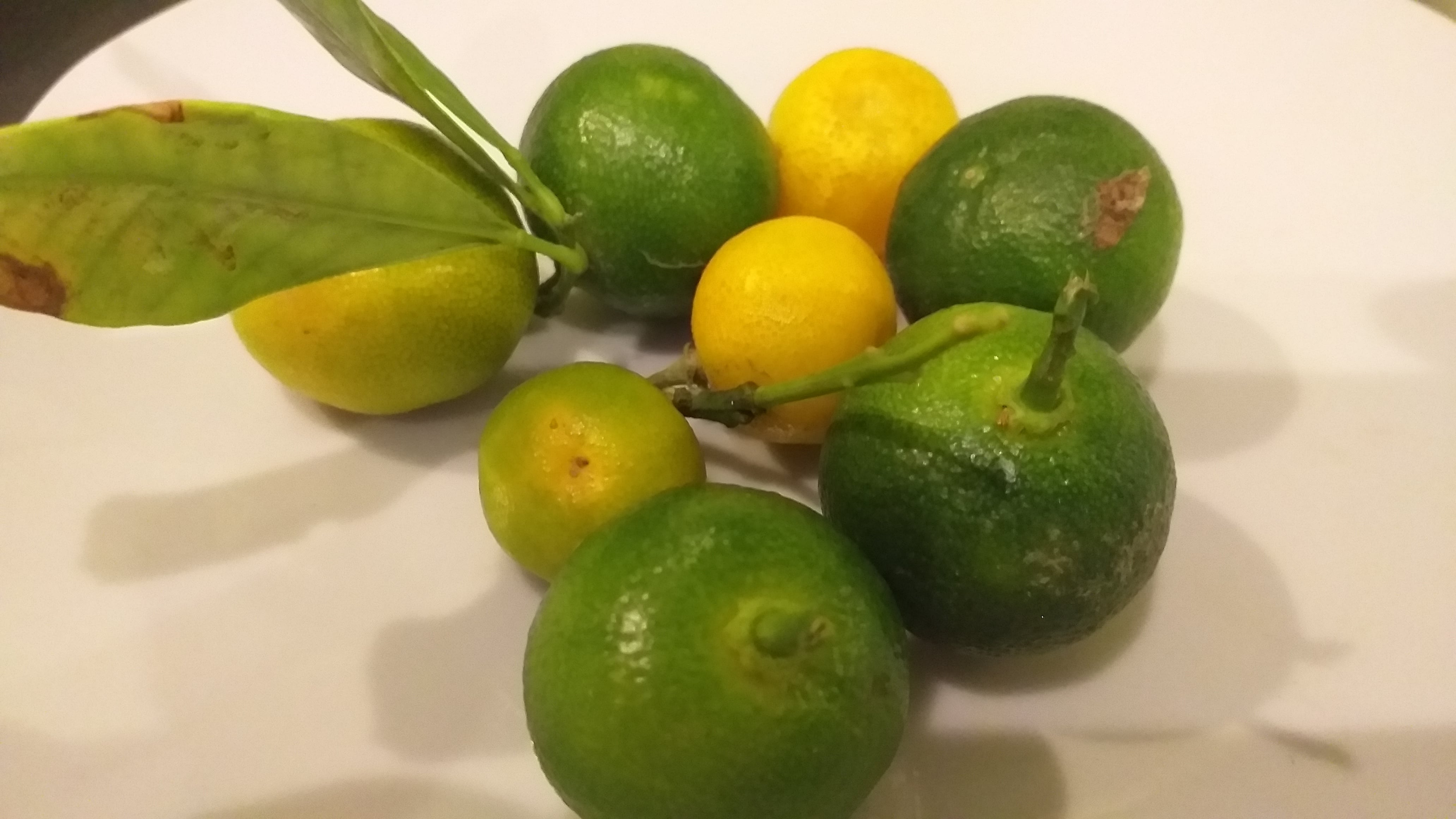 La naranja agria, un ingrediente principal en la preparación del cebiche de Huacho.