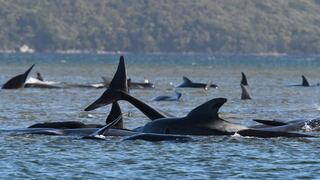 Un tercio de las 270 ballenas varadas en Australia ha muerto, según rescatistas