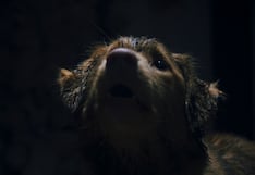 “Good boy”: cuando el mejor amigo del hombre protagoniza una película de horror