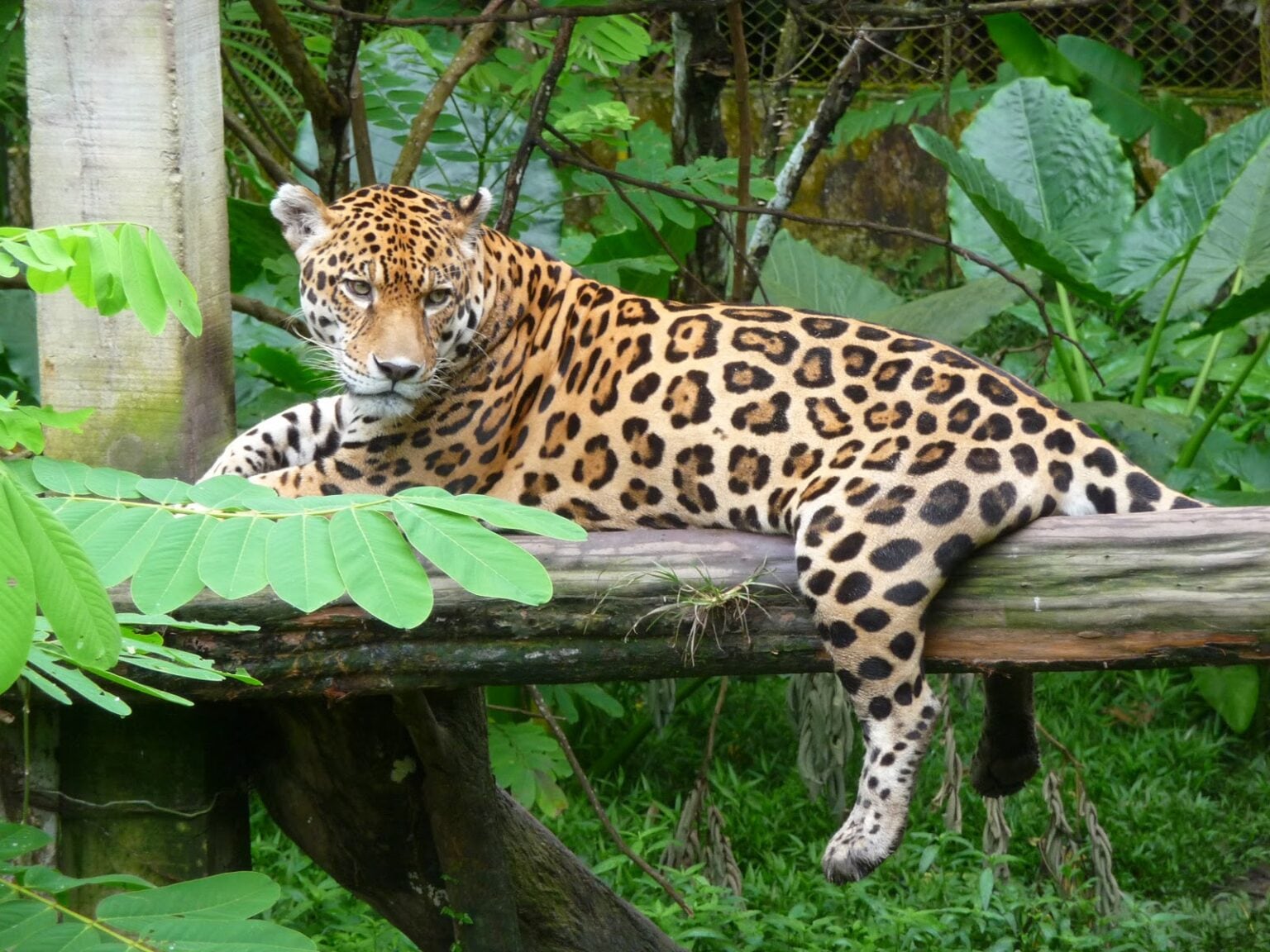 El jaguar es una especie categorizada como Casi Amenazada por la Unión Internacional de Conservación de la Naturaleza. Foto: cortesía Serfor