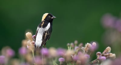 Un viaje cada vez más peligroso: el 43 % de las especies de aves migratorias de América está en declive | INFORME