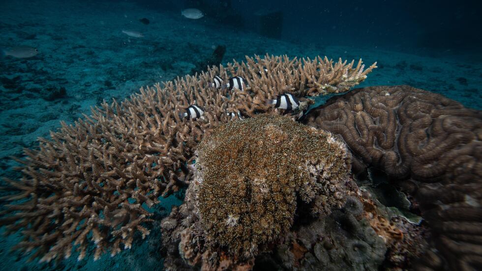 El cambio climático ha provocado temperaturas del mar más cálidas y eso ha dañado a los corales. (GETTY IMAGES).