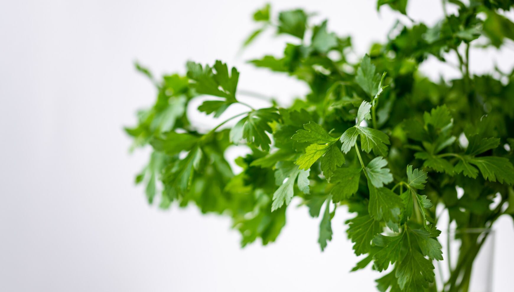 El perejil tiene una serie de beneficios para la salud. (Foto: Pixabay/Kai Reschke).