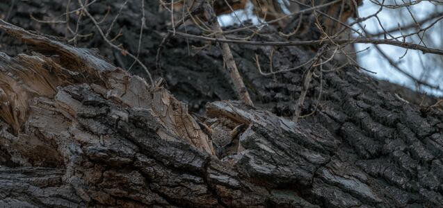 Solo los más observadores hallarán al búho camuflado