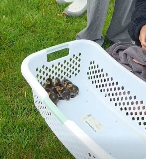 Tras ser rescatados, los 11 patitos fueron colocados en una cesta para trasladarlos hacia un canal cercano. (Crédito: John Debacker / Facebook)