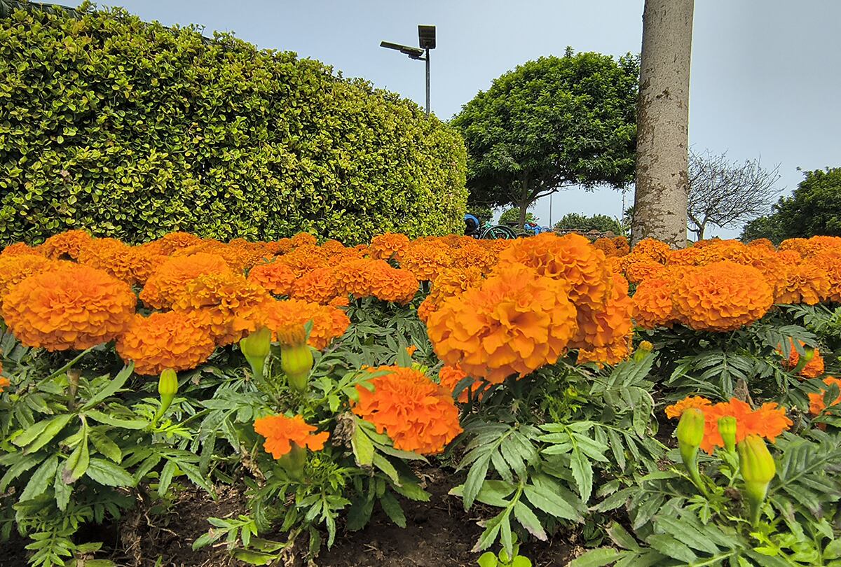 Así toma las fotos el Motorola Razr 50. (Foto: MAG)