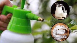 Cómo preparar un insecticida usando leche y bicarbonato de sodio