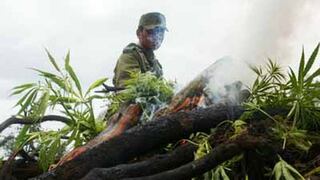 Huaura: Incineran más de tres mil plantones de marihuana