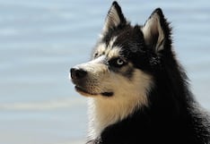 El perro, el ‘mejor amigo’ del hombre desde hace más de 10.000 años