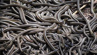 Paraíso reptil: mira este campo de madrigueras de serpientes
