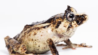 Descubren una nueva especie de rana en los bosques montanos de la región Amazonas