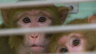 Los secretos de un laboratorio de monos