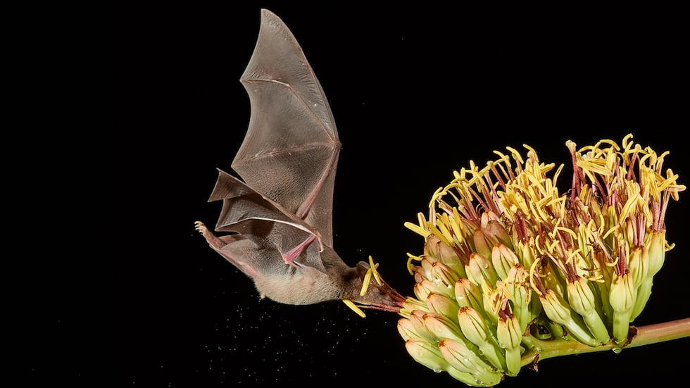 un murciélago mexicano de lengua larga se alimenta de una flor de agave en el desierto de Sonora, Arizona, Estados Unidos. Foto: cortesía Peter Hudson