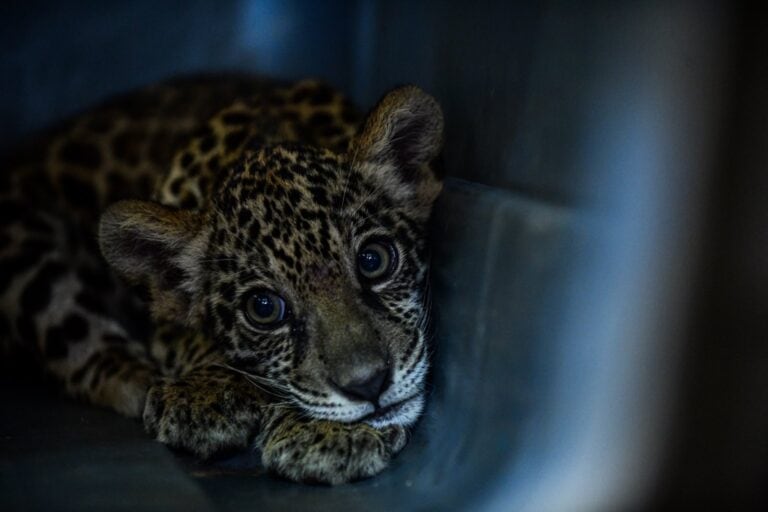Debido a la temporada de lluvias y porque ambos cachorros aún no saben trepar los árboles, continúan en el cuidado del personal del cuarentenario. Foto: Gobierno Regional de Ucayali