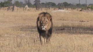 Así era Cecil, el majestuoso león más querido de Zimbabue