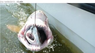 EE.UU.: científicos captaron a un tiburón dentro de otro