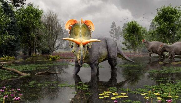 Loki Ceratops raniformis vivió hace unos 78 millones de años.