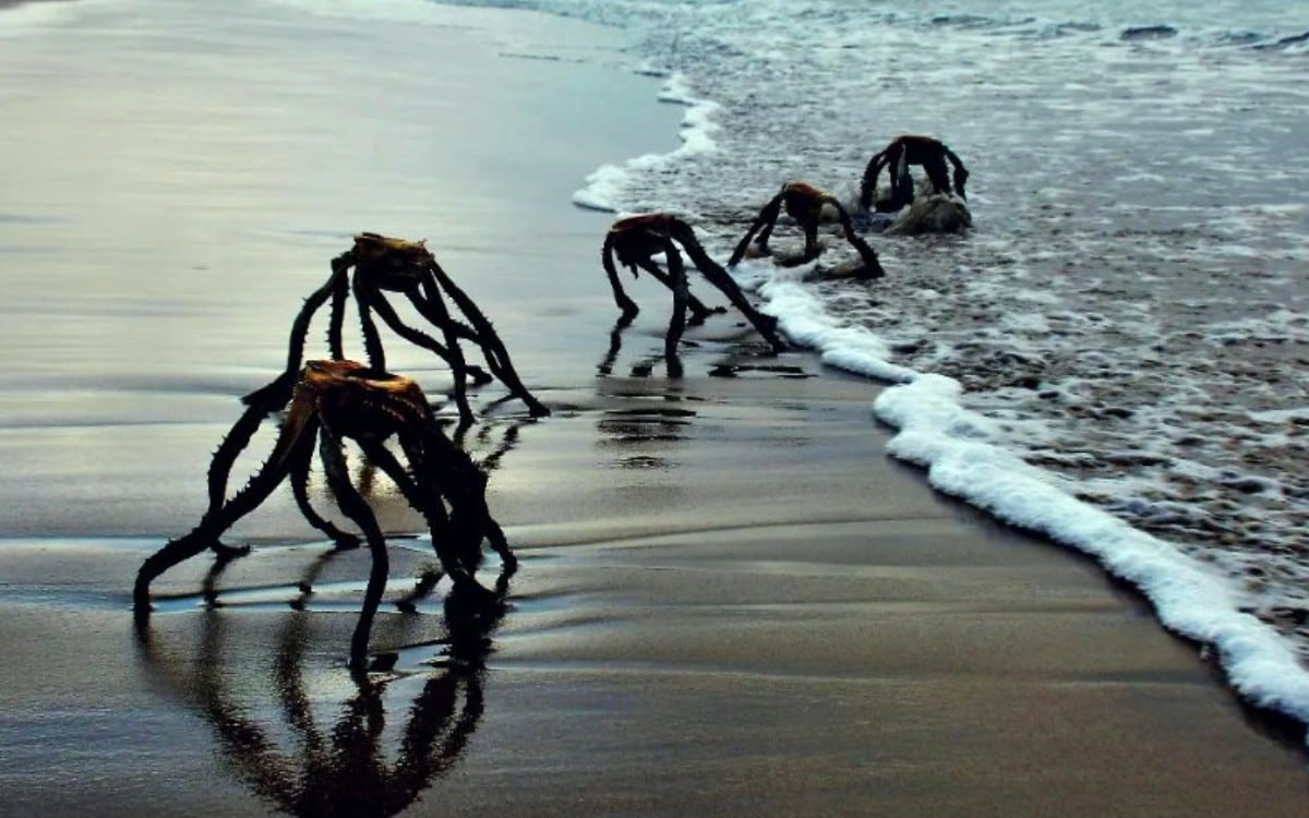 Aloe Vera Ferox, la planta marina que causó pánico en redes sociales por parecer a un extraterrestre. (Foto: @jan.vorster26 / Instagram)