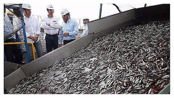 Según Imarpe, el calentamiento del mar está modificando la distribución habitual de la anchoveta, que tiende a desplazarse hacia zonas más profundas o hacia el sur en busca de aguas más frías.