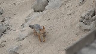 Comas: zorro andino ‘Run Run’ fue capturado y será llevado al Parque de las Leyendas