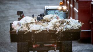 Italia sacrifica 18 millones de aves de corral por una epidemia de gripe aviar