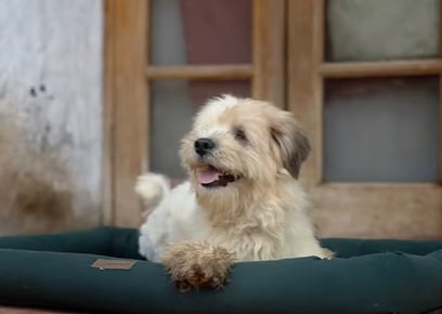 Chubo es un perro lleno de energía que, a pesar de haber nacido sin ojos, sueña con encontrar un hogar que lo acompañe en cada paso.