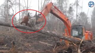 Un orangután se enfrenta a una excavadora que destruye su hábitat [VIDEO]