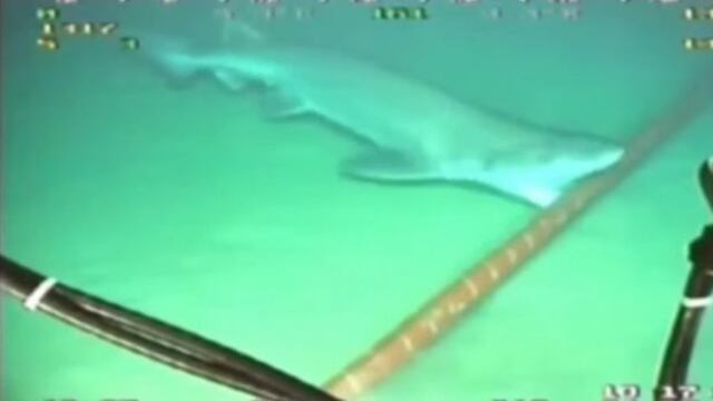 Google protegerá sus cables submarinos de mordidas de tiburones