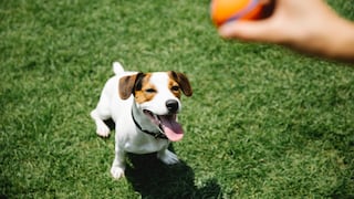 Día del perro: la feria de adopción donde podrás encontrar al mejor compañero