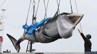 Japón vuelve a cazar ballenas con fines comerciales tras 30 años de interrupción