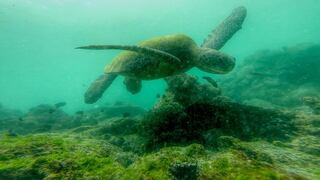 La increíble vida de Silvia, la tortuga marina que venció los peligros de altamar para reproducirse | VIDEO