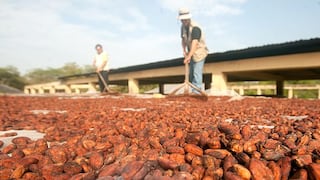 Exportación de cacao será de US$160 millones este año