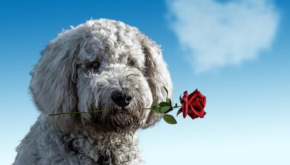 Día Mundial del Perro: 5 objetos que puedes regalarle a tu mascota por su día. (Foto: Pixabay)