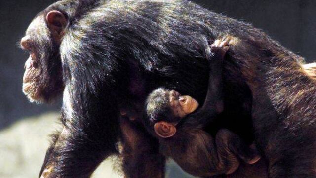 Para sacar de contrabando a 100 chimpancés de África hay que matar a 1000